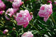 【手間いらずの多年草ガーデニング】植えっぱなしOKで毎年キレイに花咲く多年草＜厳選4つ＞