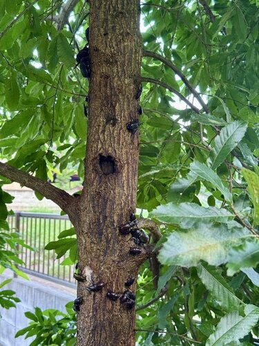 昆虫にやたら人気がある「庭のクヌギ」 カブトムシが群がる光景に