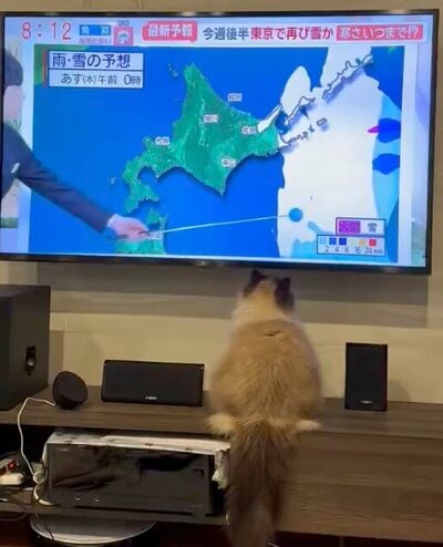 気になるにゃ…