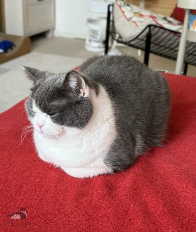 まんまる、もちもちボディの「おもち」ちゃん