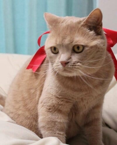 赤いリボンがお似合いのつなくん