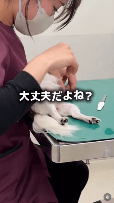 @idea_animal_hospital