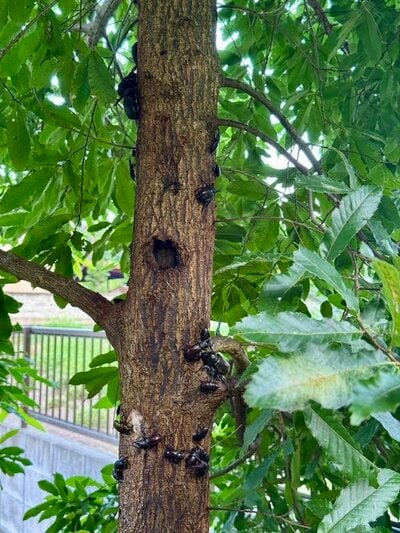 樹液を吸うカブトムシたち