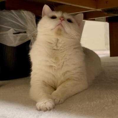 もっちりとしたボディがたまりません！