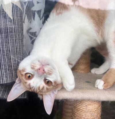 成長してより“あざとかわいく”なった姿