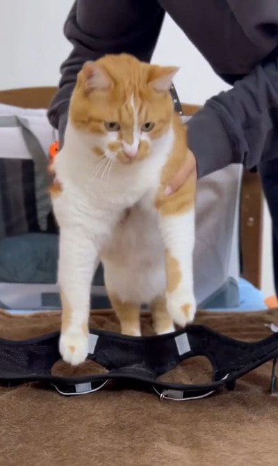 投稿の画像