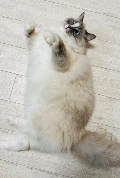 驚異のもこもこぶり