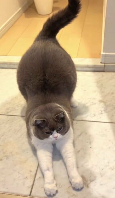 別の日にはお出迎え後に伸び~