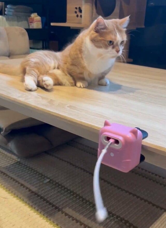【猫あるある】「で、どうした？」自動おもちゃを徹底スルーする猫の姿がシュールで笑ってしまう