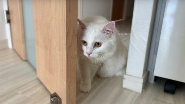 エアコンのクリーニング業者が来て…猫さんの可愛い反応が話題