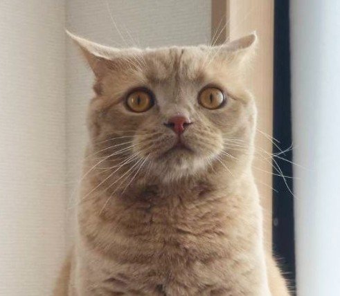 おやつ待ちの猫が見せた「猫界の熟練の交渉術」→強烈な圧のかかるスタイルに思わず二度見