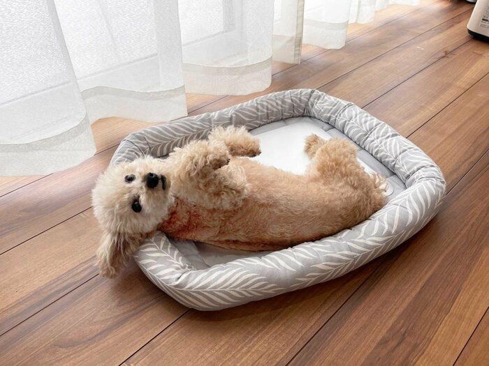 コメリ公式　Petami あごのせマット ひんやりさらさら抗菌