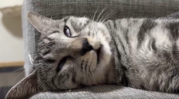 出所：@totomaru_hanmi