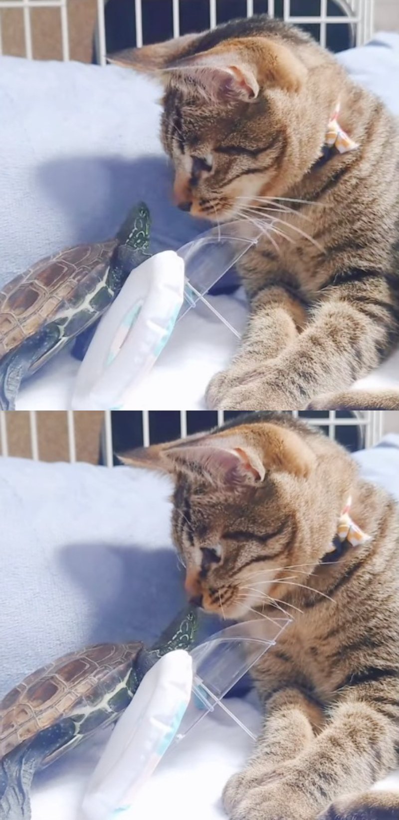 出所：＠kusa.kame.gunso