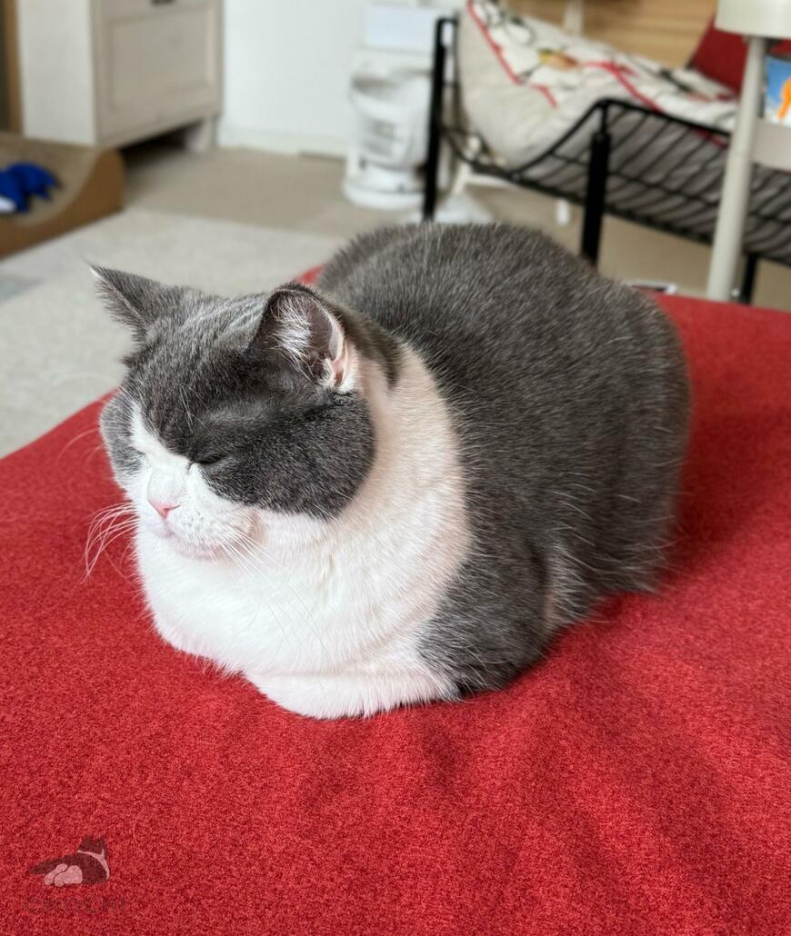 出所：@omochiomoching