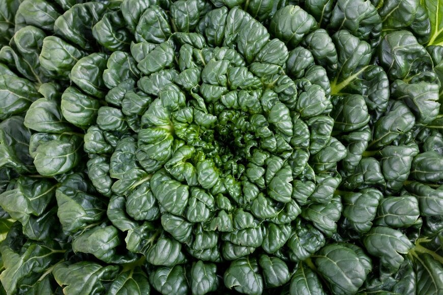 optimarc/shutterstock.com