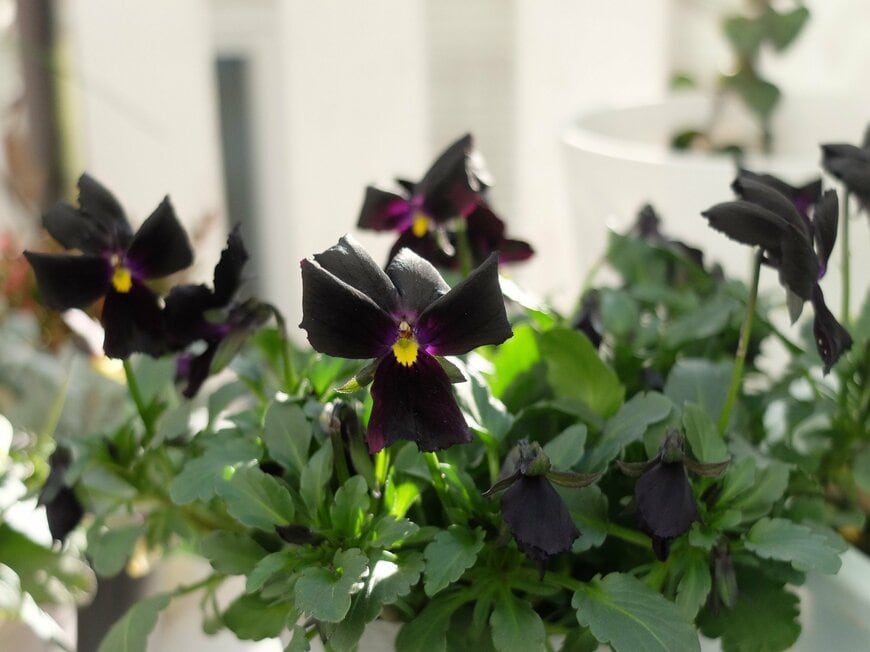 LIMOガーデニング部撮影／ビオラ 檳榔子染（びんろうじぞめ）