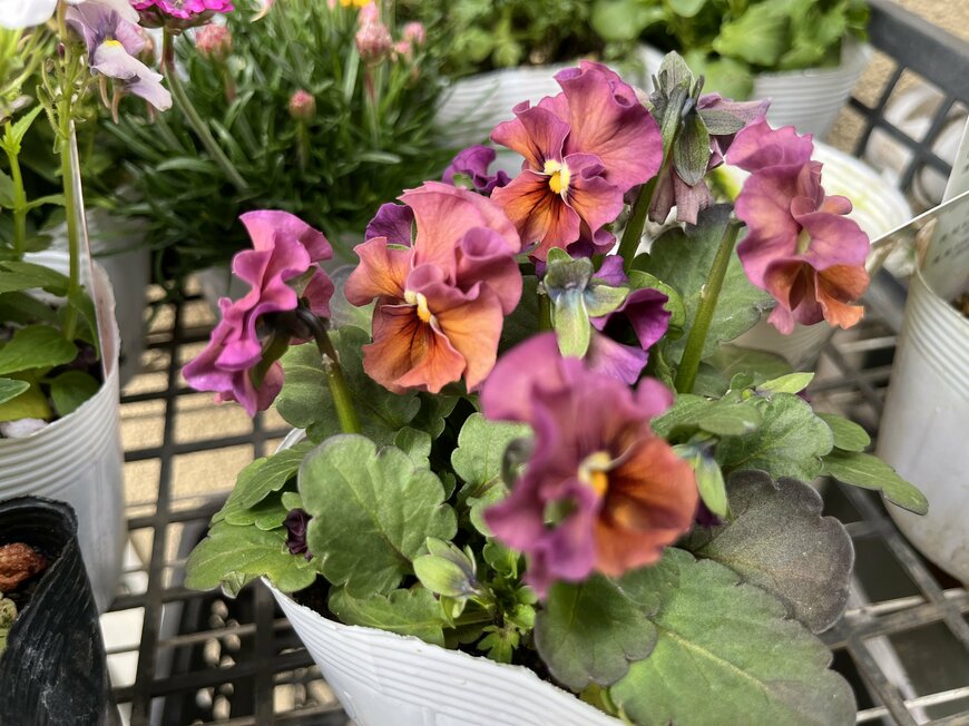 LIMOガーデニング部撮影