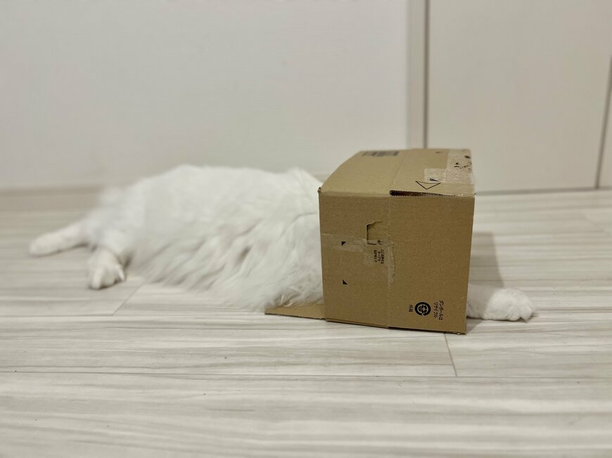 出所：@meltube_cat