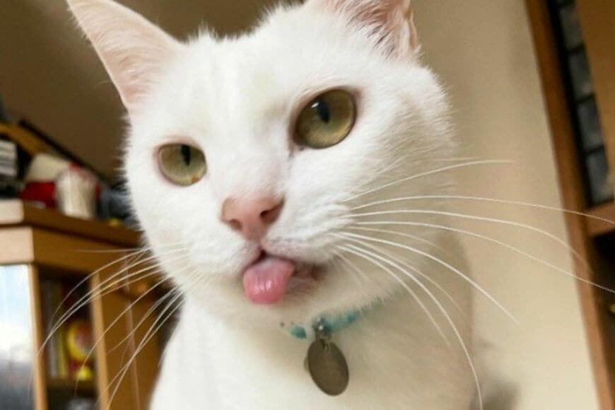 「野球部の風景浮かぶ」野球選手に見える猫が話題　「良い守備しそう」「フライキャッチ出来そう」