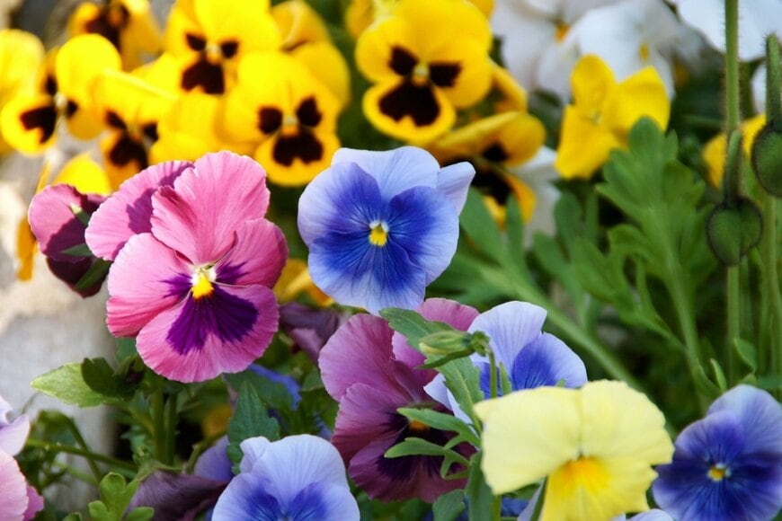 Carlos E. Azevedo/shutterstock.com