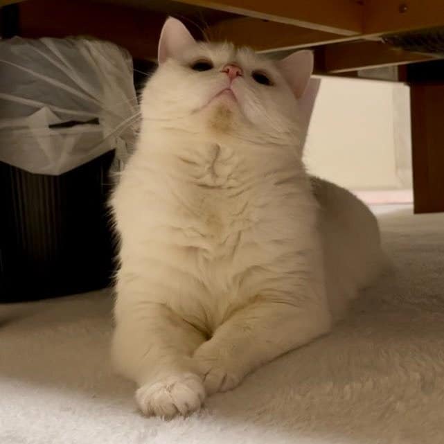 出所：@wataneko_tsuki