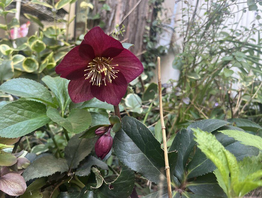 LIMOガーデニング部撮影