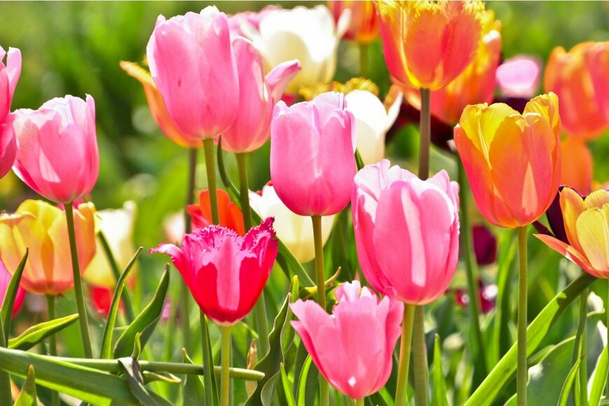 Brinja Schmidt/istockphoto.com