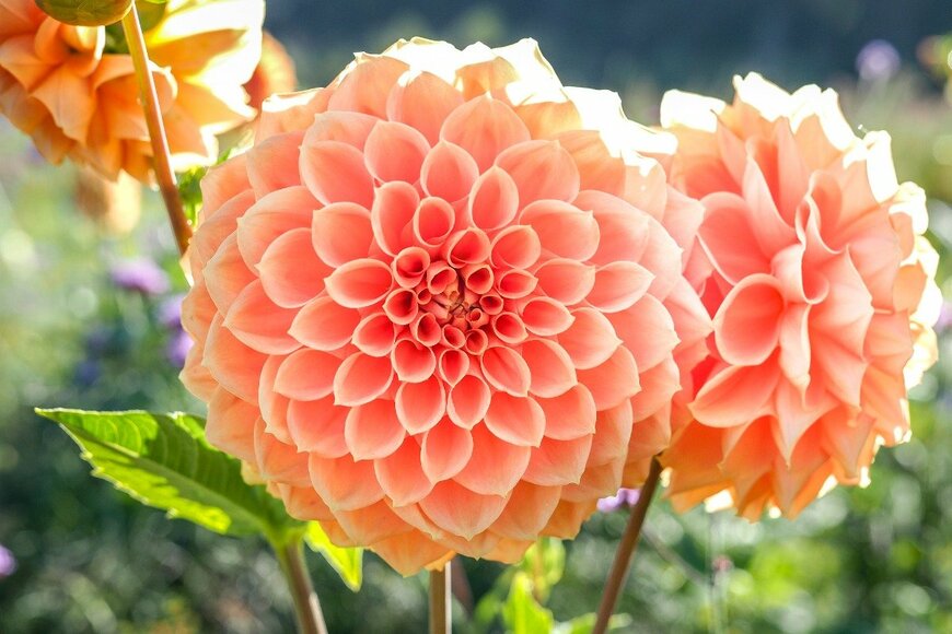 KOKI YAMADA/istockphoto.com