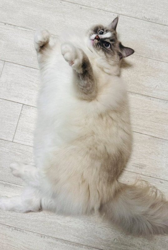 出所：@pinocute22