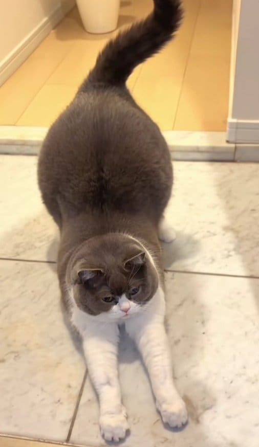 出所：＠maru0920b