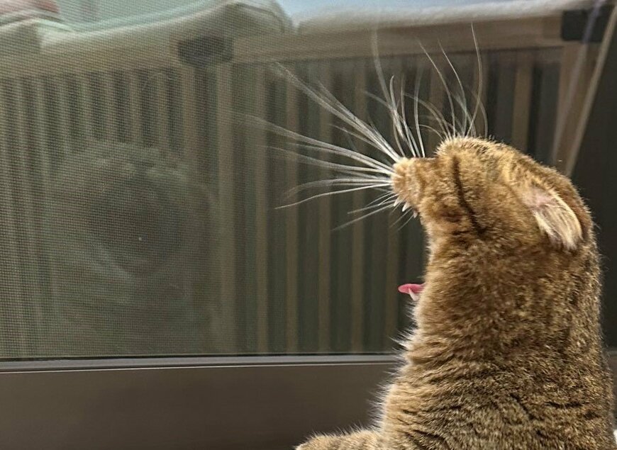 出所：@ponpokopontanu