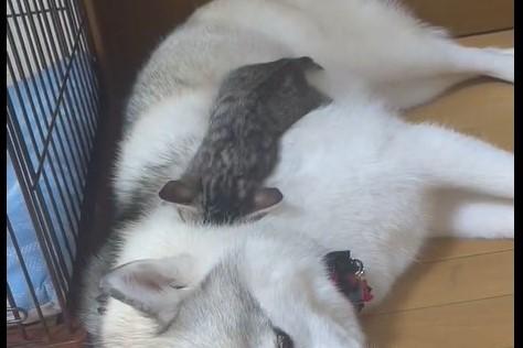 ママハスキー犬に埋もれて眠る保護子猫　愛あふれる光景に…