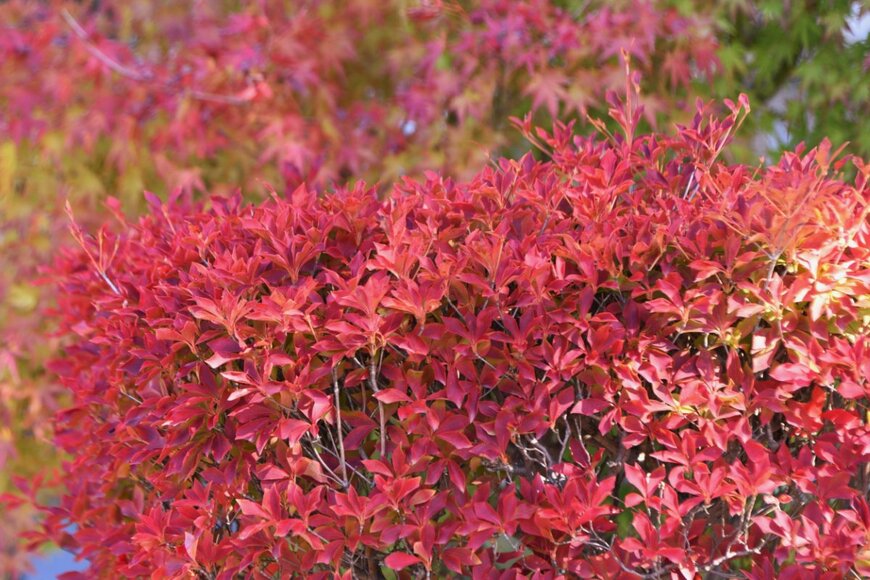 tamu1500/shutterstock.com