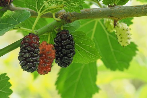 Claudio Divizia/shutterstock.com