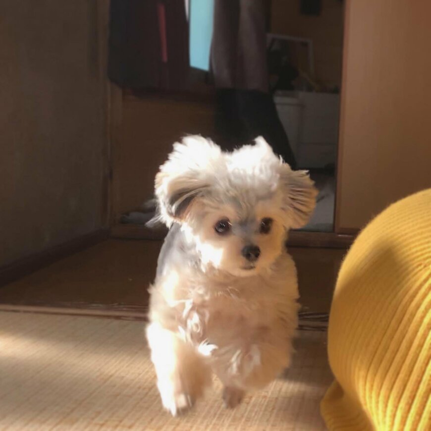 出所：@potage_0924