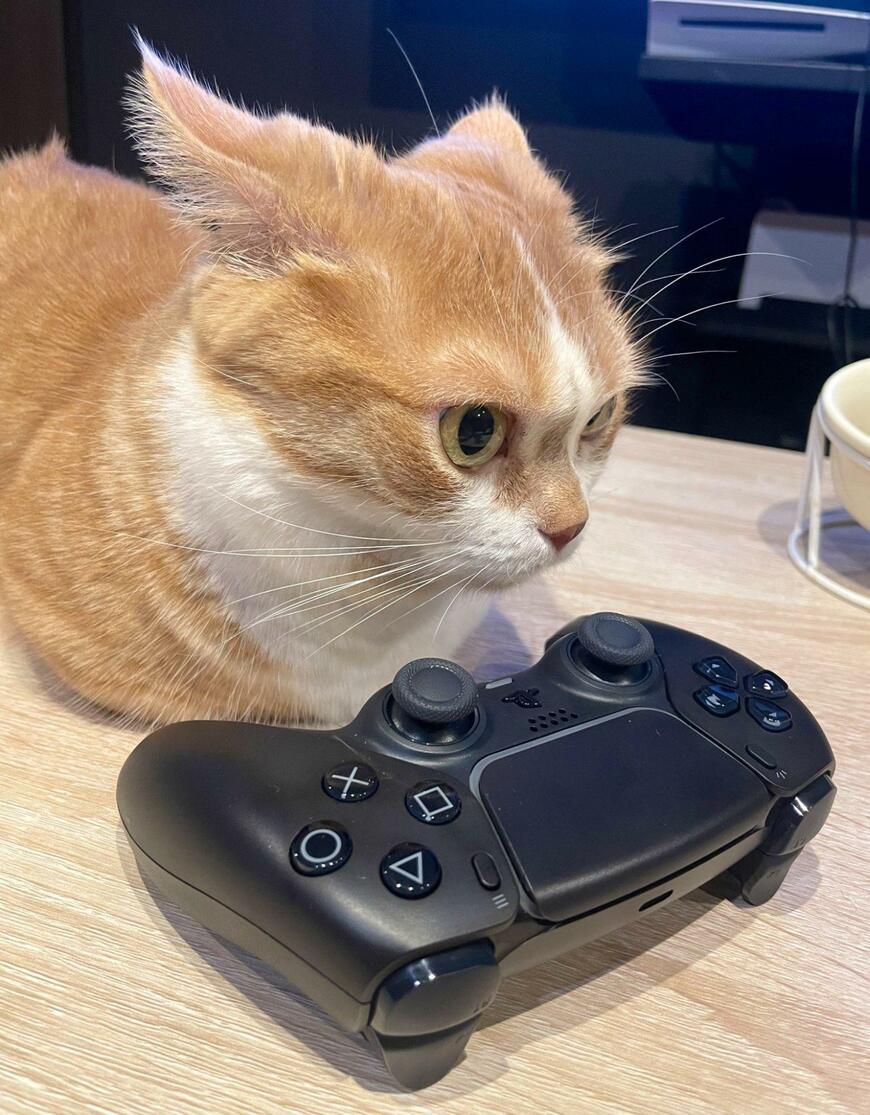 「こんなのもうやらん！」ゲームにブチギレる猫　怒りのイカ耳姿に笑ってしまう