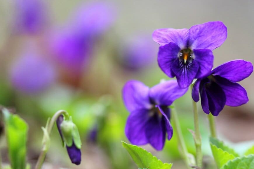 Marek Mierzejewski/shutterstock.com