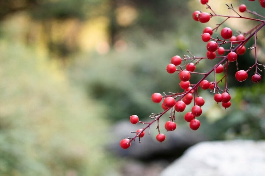 NMTD MEDIA/shutterstock.com