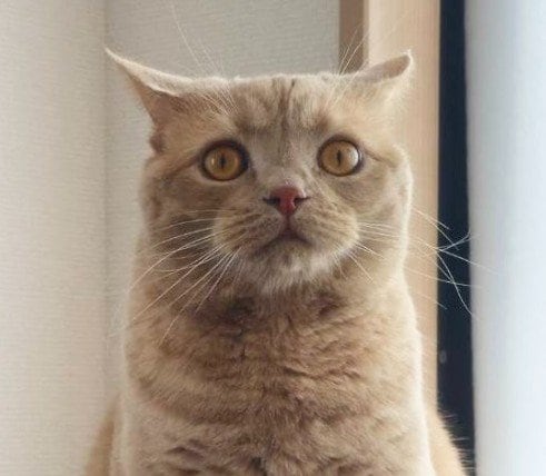 おやつ待ちの猫が見せた「猫界の熟練の交渉術」→強烈な圧のかかるスタイルに思わず二度見