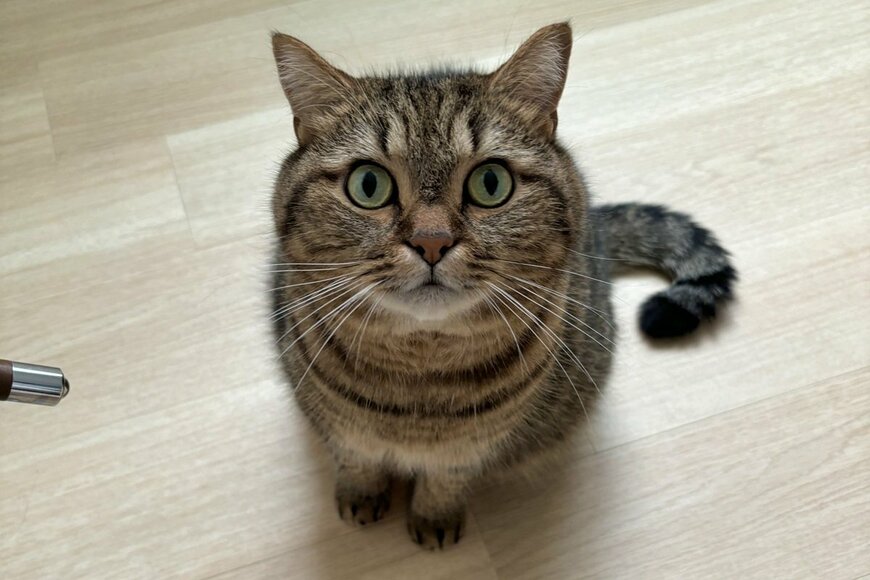 【ほっこり】「まだ？」あまりにお行儀よく待つ猫さんが話題「ご飯ほしいニャ～」