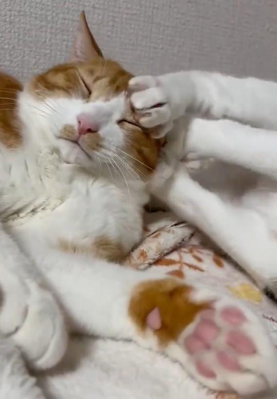 出所：@Neko2Obasan