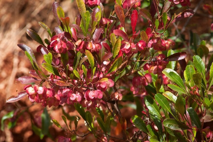 demamiel62/shutterstock.com