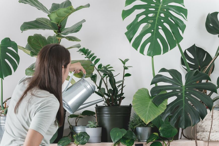 【観葉植物】夏のトラブルを未然に防ぐ！上手に夏越しさせる方法＆暑さに強い種類オススメ5選