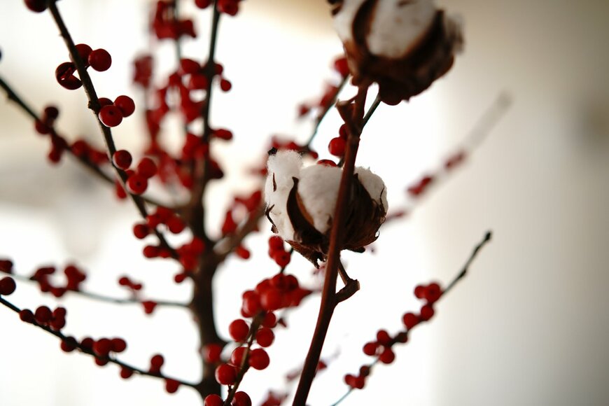 手前がコットンフラワー（rlung/Shutterstock.com)