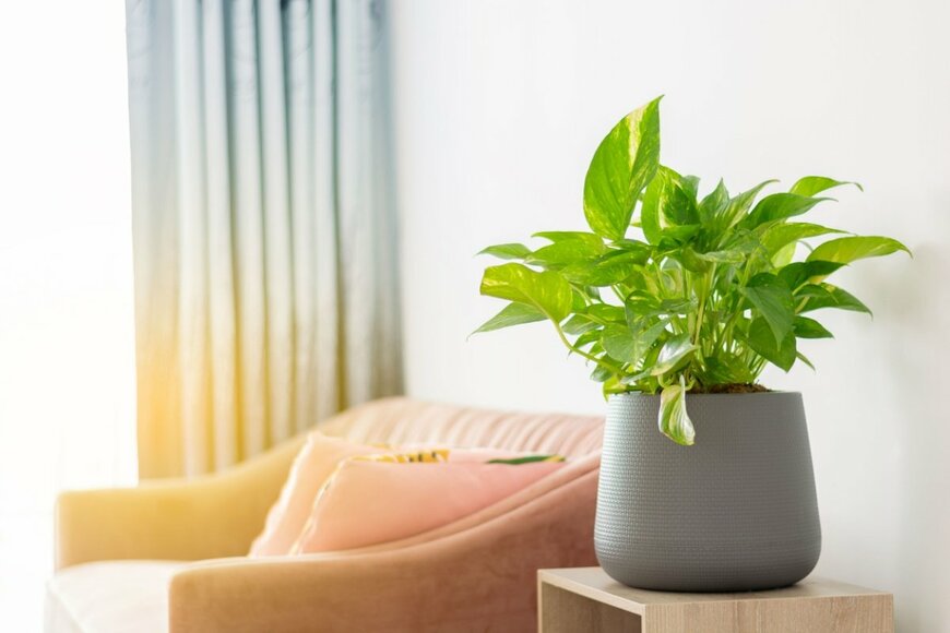 おしゃれで育てやすい【うちに飾ってよかった観葉植物】10選！夏が始めどきのインテリアグリーン