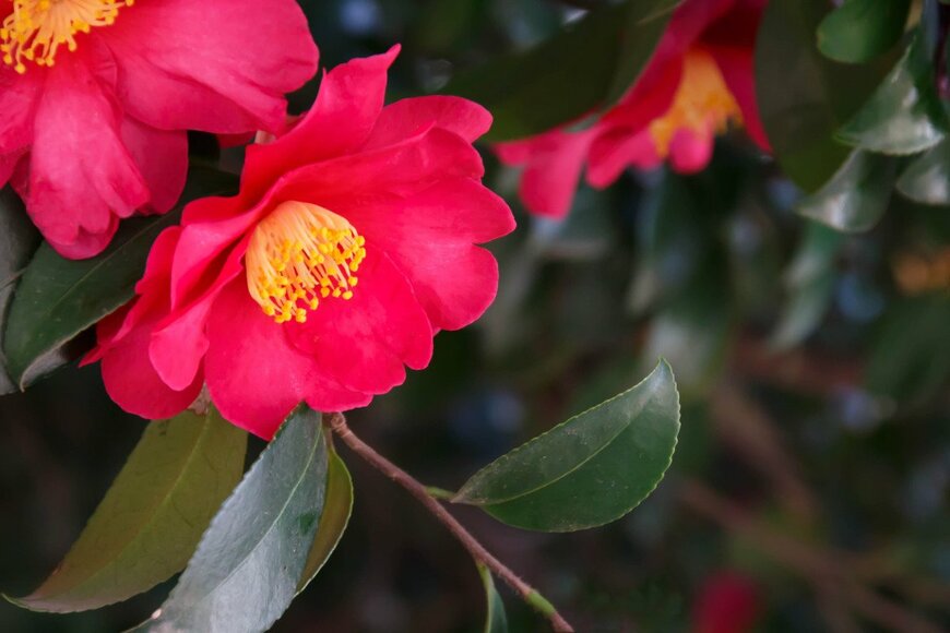 【冬のガーデニング】庭がとびきり華やぐ「深紅の花」オススメ10選