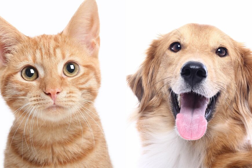 6月1日から犬と猫への「マイクロチップ装着」が義務化へ。世間の反応は