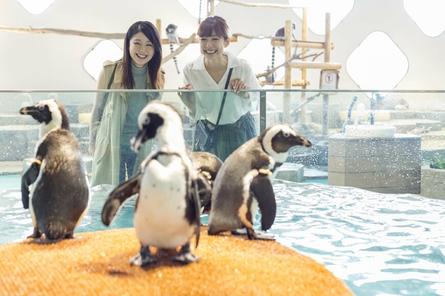 【2023年夏】関西のおすすめ水族館6選！参加型の体験や幻想的な世界を楽しめる水槽も