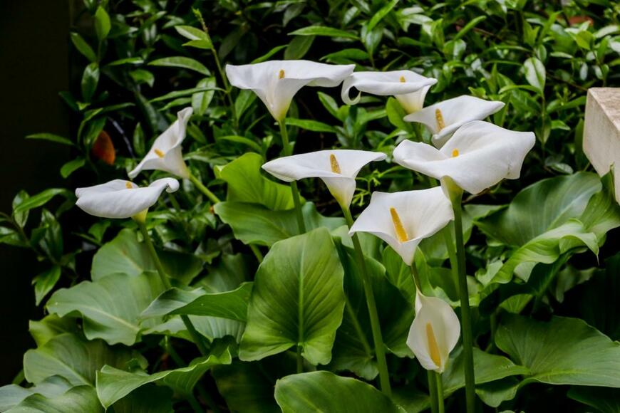 カラーの花。色は白。